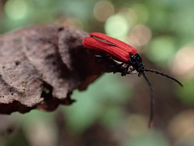 Imago de Platycis minutus © BRICE Perrine, CPIE02